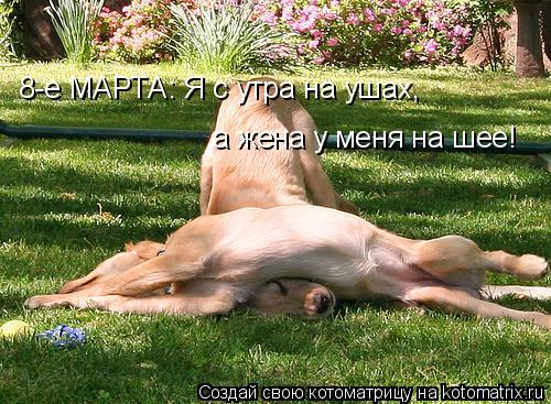 8-е МАРТА: Я с утра на ушах, а жена у меня на шее!... Котоматрица: 8-е МАРТА: Я с утра на ушах, а жена у меня на шее!