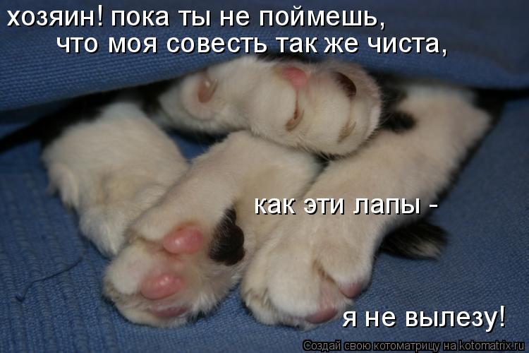 хозяин! пока ты не поймешь, что моя совесть так же чиста, как эти лапы - я не вылезу!... Котоматрица: хозяин! пока ты не поймешь, что моя совесть так же чиста, как эти лапы - я не вылезу!