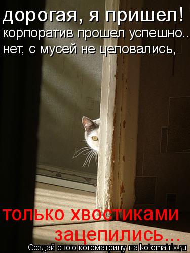 дорогая, я пришел! корпоратив прошел успешно... нет, с мусей не целовались, только хвостиками зацеп... Котоматрица: дорогая, я пришел! корпоратив прошел успешно... нет, с мусей не целовались, только хвостиками зацепились...