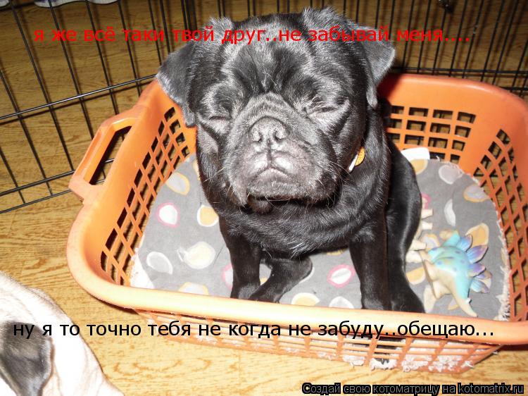 я же всё таки твой друг..не забывай меня.... ну я то точно тебя не когда не забуду..обещаю...... Котоматрица: я же всё таки твой друг..не забывай меня.... ну я то точно тебя не когда не забуду..обещаю...