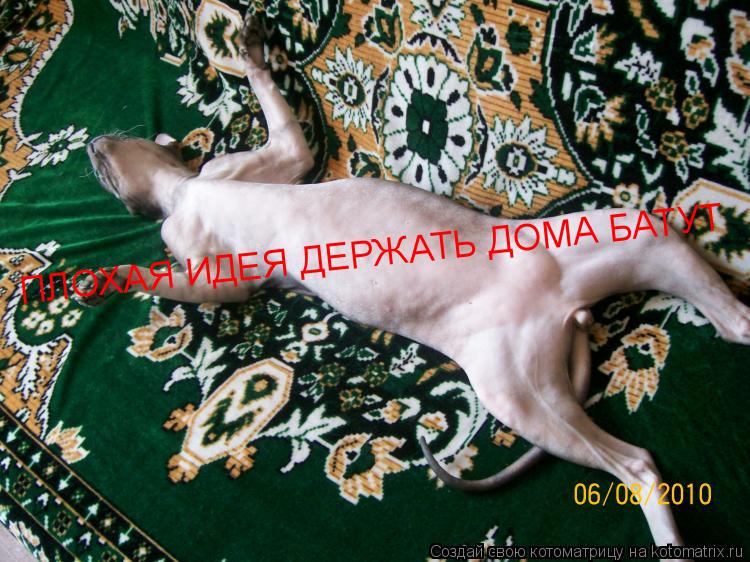ПЛОХАЯ ИДЕЯ ДЕРЖАТЬ ДОМА БАТУТ... Котоматрица: ПЛОХАЯ ИДЕЯ ДЕРЖАТЬ ДОМА БАТУТ