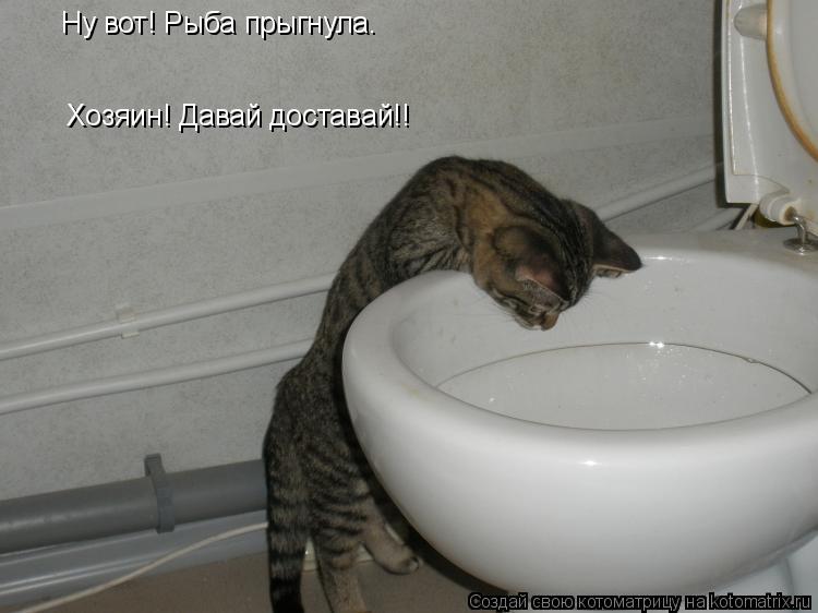 Ну вот! Рыба прыгнула. Хозяин! Давай доставай!!... Котоматрица: Ну вот! Рыба прыгнула. Хозяин! Давай доставай!!