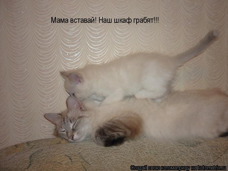 Мама вставай! Наш шкаф грабят!!!... Котоматрица: Мама вставай! Наш шкаф грабят!!!