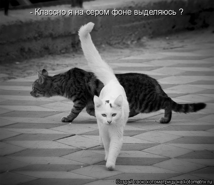 - Классно я на сером фоне выделяюсь ?... Котоматрица: - Классно я на сером фоне выделяюсь ?