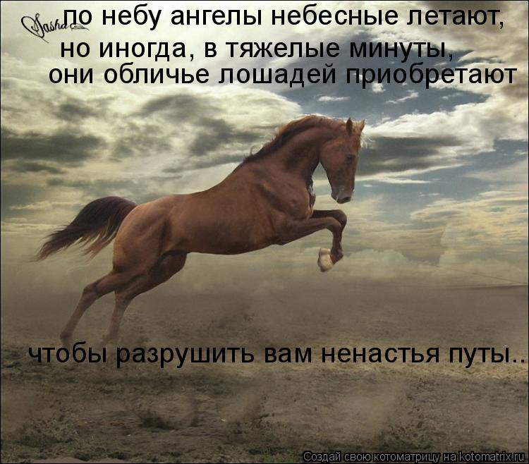 по небу ангелы небесные летают, но иногда, в тяжелые минуты, они обличье лошадей приобретают чтобы ... Котоматрица: по небу ангелы небесные летают, но иногда, в тяжелые минуты, они обличье лошадей приобретают чтобы разрушить вам ненастья путы...