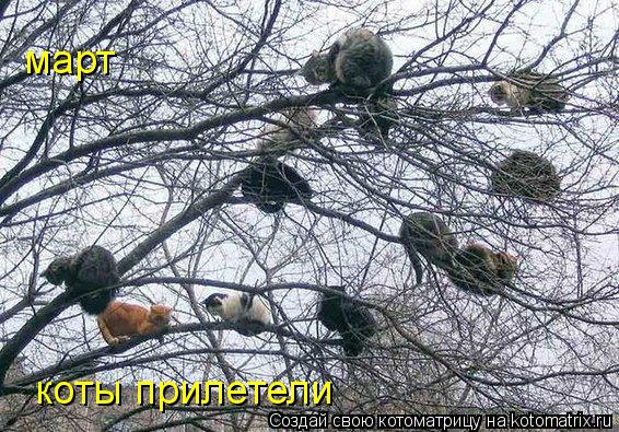 март коты прилетели... Котоматрица: март коты прилетели