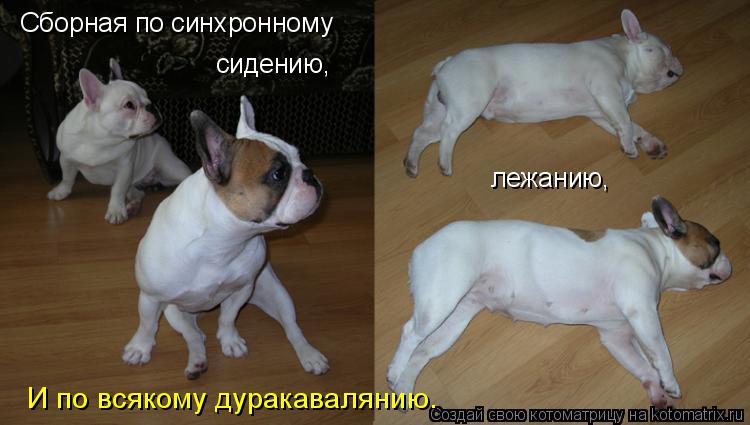 Сборная по синхронному сидению, лежанию, И по всякому дуракавалянию.... Котоматрица: Сборная по синхронному сидению, лежанию, И по всякому дуракавалянию.