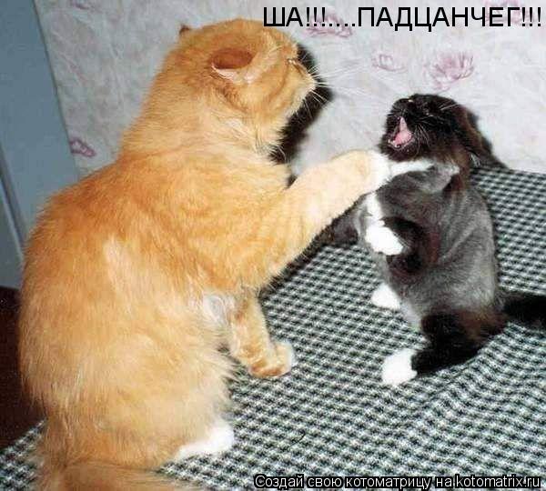 ША!!!....ПАДЦАНЧЕГ!!!... Котоматрица: ША!!!....ПАДЦАНЧЕГ!!!
