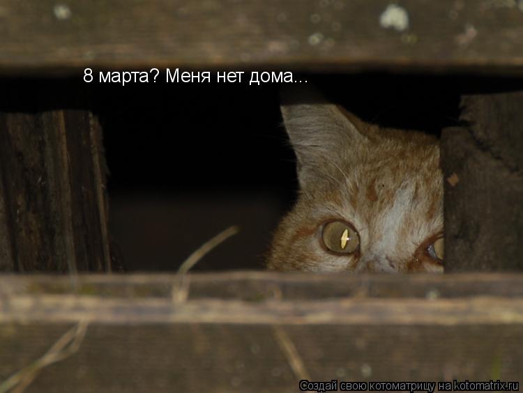 8 марта? Меня нет дома...... Котоматрица: 8 марта? Меня нет дома...