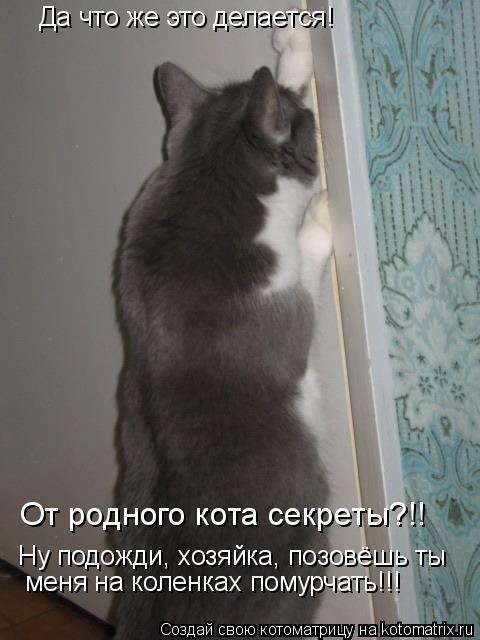 Да что же это делается! Ну подожди, хозяйка, позовёшь ты меня на коленках помурчать!!! От родного ко... Котоматрица: Да что же это делается! Ну подожди, хозяйка, позовёшь ты меня на коленках помурчать!!! От родного кота секреты?!!