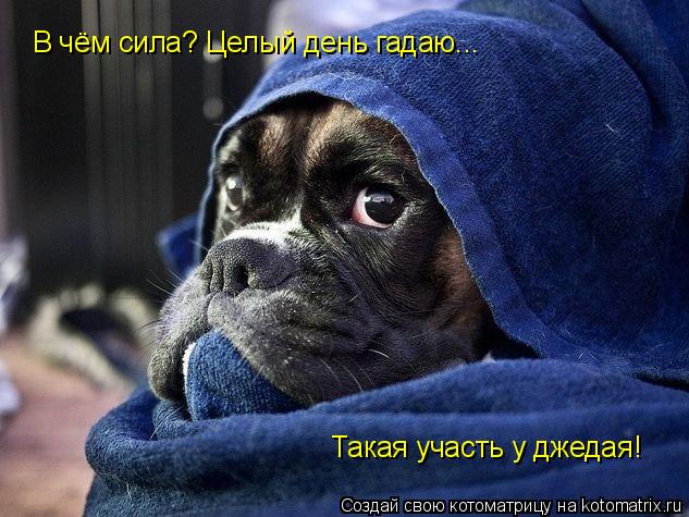 В чём сила? Целый день гадаю... Такая участь у джедая!... Котоматрица: В чём сила? Целый день гадаю... Такая участь у джедая!