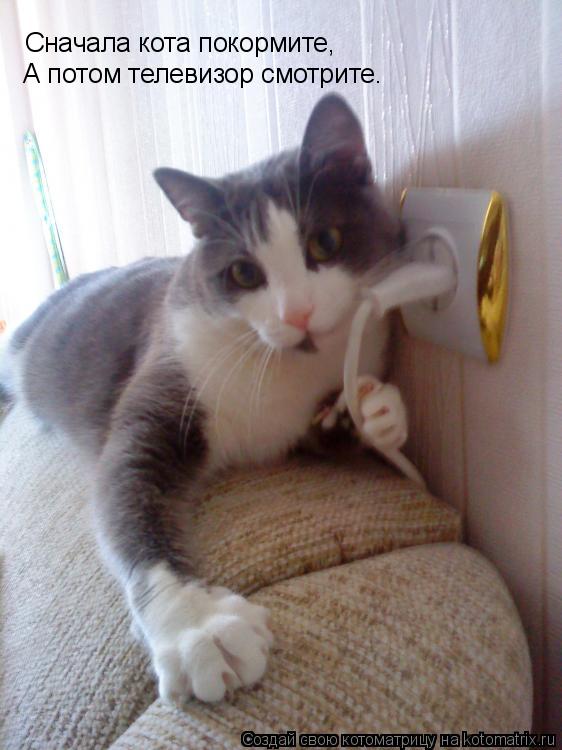 Сначала кота покормите, А потом телевизор смотрите.... Котоматрица: Сначала кота покормите, А потом телевизор смотрите.