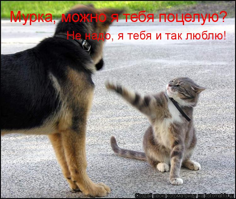 Мурка, можно я тебя поцелую? Не надо, я тебя и так люблю!... Котоматрица: Мурка, можно я тебя поцелую? Не надо, я тебя и так люблю!