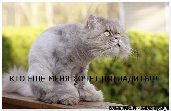Котоматрица: КТО ЕЩЕ МЕНЯ ХОЧЕТ ПОГЛАДИТЬ!!!
