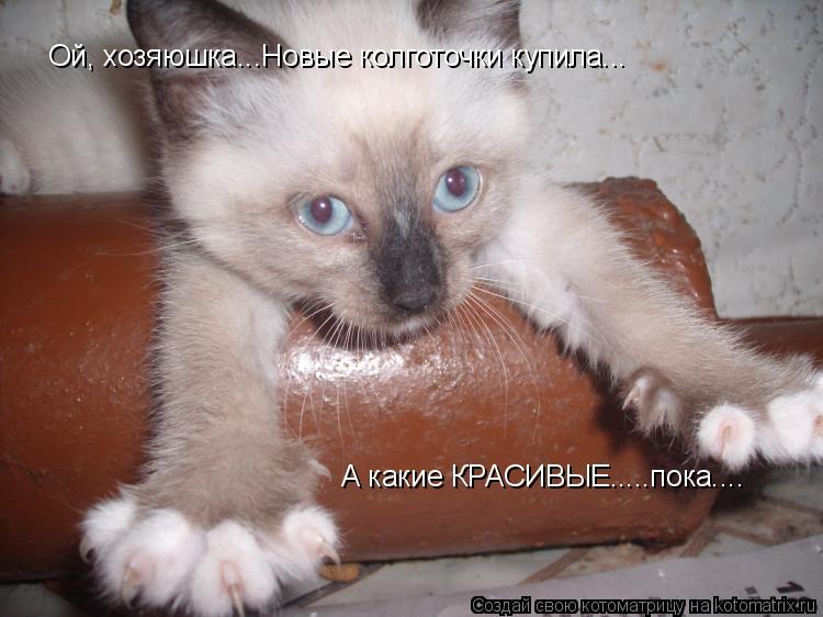 Ой, хозяюшка...Новые колготочки купила... А какие КРАСИВЫЕ.....пока....... Котоматрица: Ой, хозяюшка...Новые колготочки купила... А какие КРАСИВЫЕ.....пока....