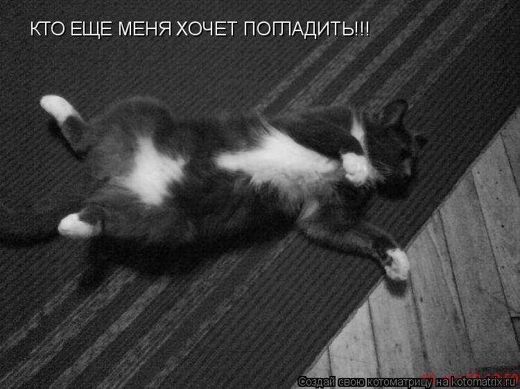 Котоматрица: КТО ЕЩЕ МЕНЯ ХОЧЕТ ПОГЛАДИТЬ!!!