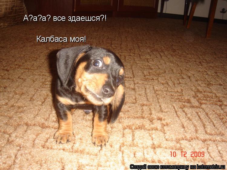 А?а?а? все здаешся?! Калбаса моя!... Котоматрица: А?а?а? все здаешся?! Калбаса моя!