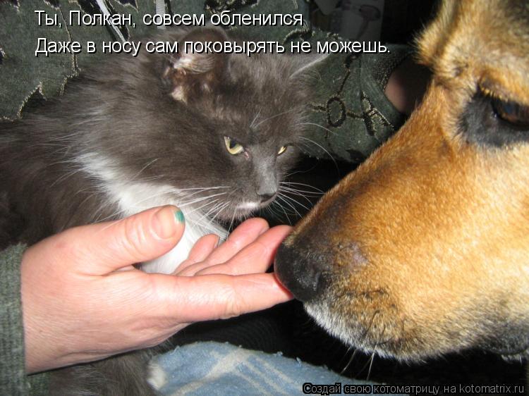 Ты, Полкан, совсем обленился Даже в носу сам поковырять не можешь.... Котоматрица: Ты, Полкан, совсем обленился Даже в носу сам поковырять не можешь.