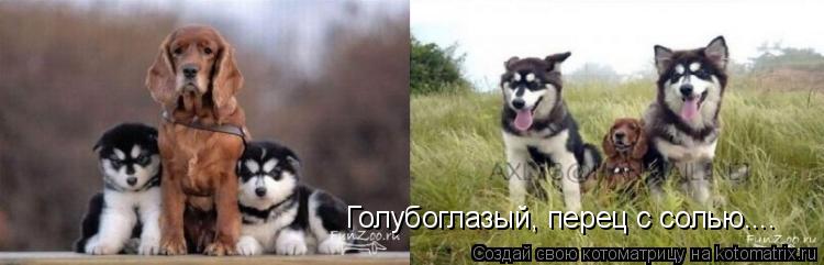 Голубоглазый, перец с солью....... Котоматрица: Голубоглазый, перец с солью....