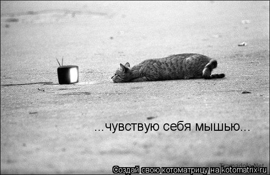 ...чувствую себя мышью...... Котоматрица: ...чувствую себя мышью...
