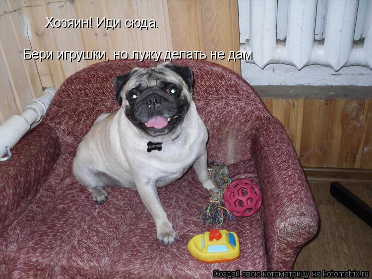 Хозяин! Иди сюда. Бери игрушки, но лужу делать не дам... Котоматрица: Хозяин! Иди сюда. Бери игрушки, но лужу делать не дам