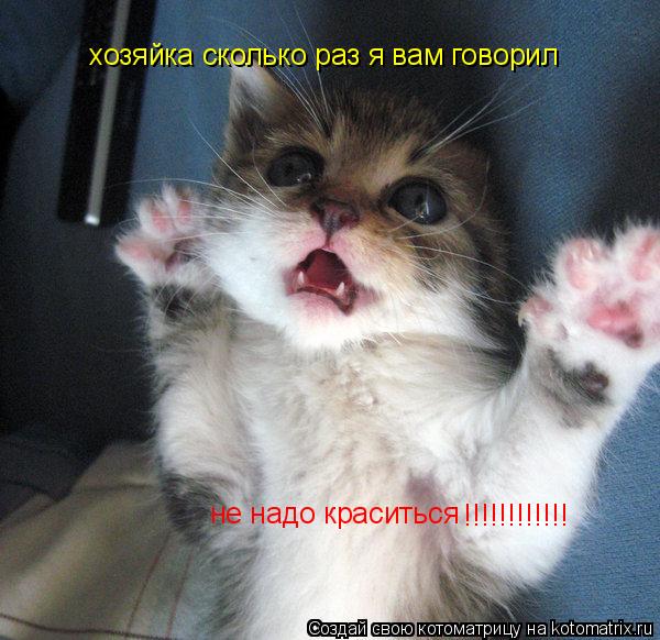 хозяйка сколько раз я вам говорил не надо краситься !!!!!!!!!!!!... Котоматрица: хозяйка сколько раз я вам говорил не надо краситься !!!!!!!!!!!!