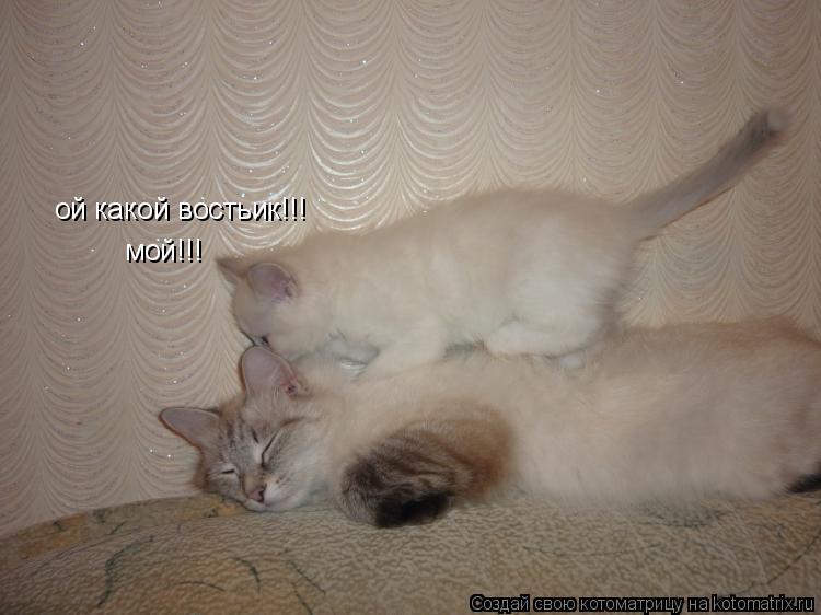 ой какой востьик!!! мой!!!... Котоматрица: ой какой востьик!!! мой!!!