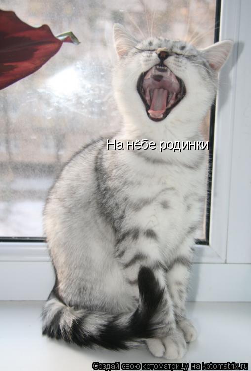 На нёбе родинки... Котоматрица: На нёбе родинки