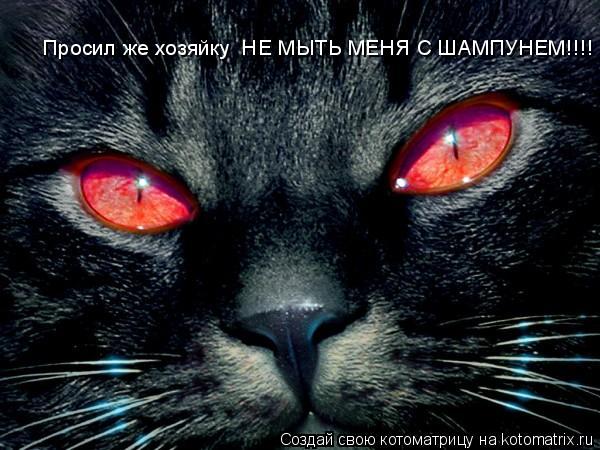 Просил же хозяйку НЕ МЫТЬ МЕНЯ С ШАМПУНЕМ!!!!... Котоматрица: Просил же хозяйку НЕ МЫТЬ МЕНЯ С ШАМПУНЕМ!!!!