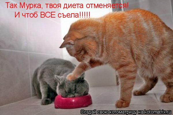 Так Мурка, твоя диета отменяется! И чтоб ВСЕ съела!!!!!... Котоматрица: Так Мурка, твоя диета отменяется! И чтоб ВСЕ съела!!!!!