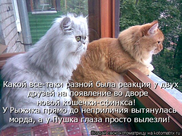 Какой все-таки разной была реакция у двух друзей на появление во дворе новой кошечки-сфинкса! У Рыж... Котоматрица: Какой все-таки разной была реакция у двух друзей на появление во дворе новой кошечки-сфинкса! У Рыжика прямо до неприличия вытянулась мор