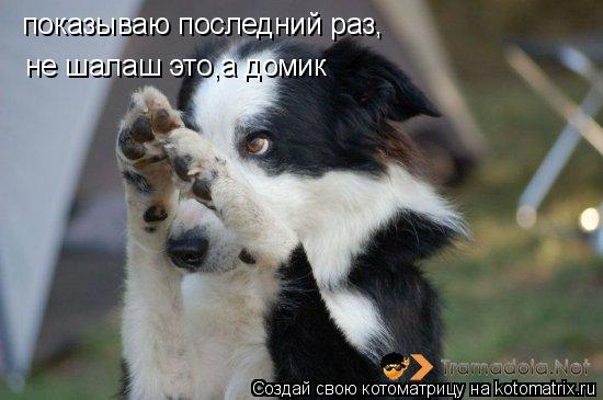 показываю последний раз, не шалаш это,а домик... Котоматрица: показываю последний раз, не шалаш это,а домик
