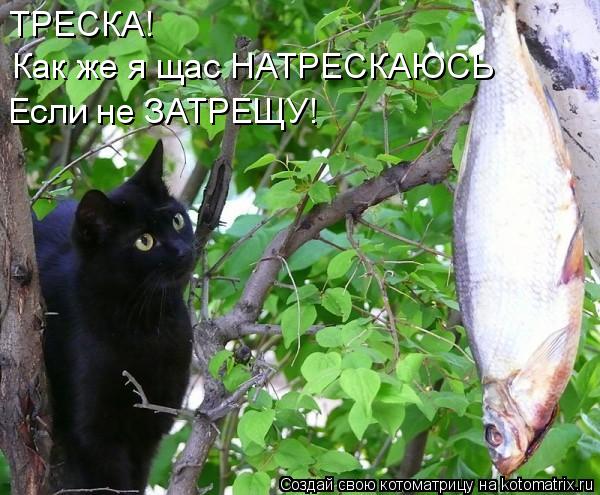 ТРЕСКА! Как же я щас НАТРЕСКАЮСЬ Если не ЗАТРЕЩУ!... Котоматрица: ТРЕСКА! Как же я щас НАТРЕСКАЮСЬ Если не ЗАТРЕЩУ!