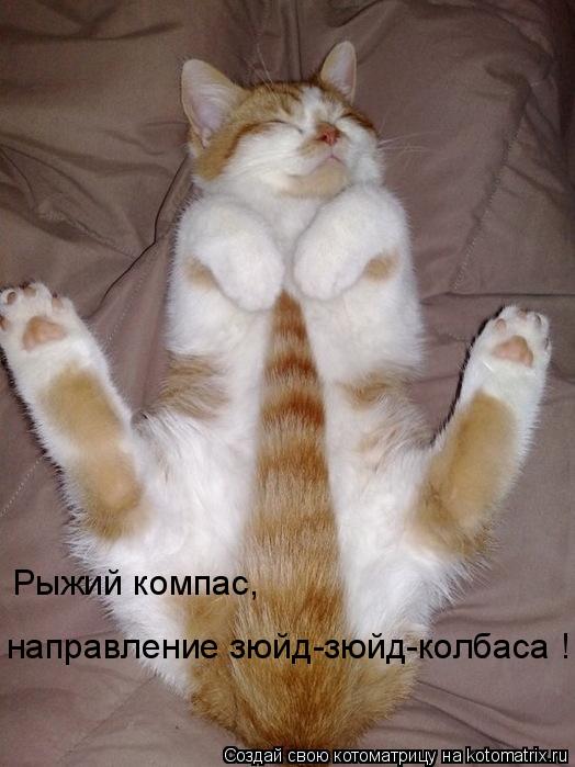 Рыжий компас, направление зюйд-зюйд-колбаса !... Котоматрица: Рыжий компас, направление зюйд-зюйд-колбаса !