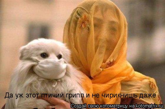 Да уж этот птичий грипп и не чирикнишь даже... Котоматрица: Да уж этот птичий грипп и не чирикнишь даже