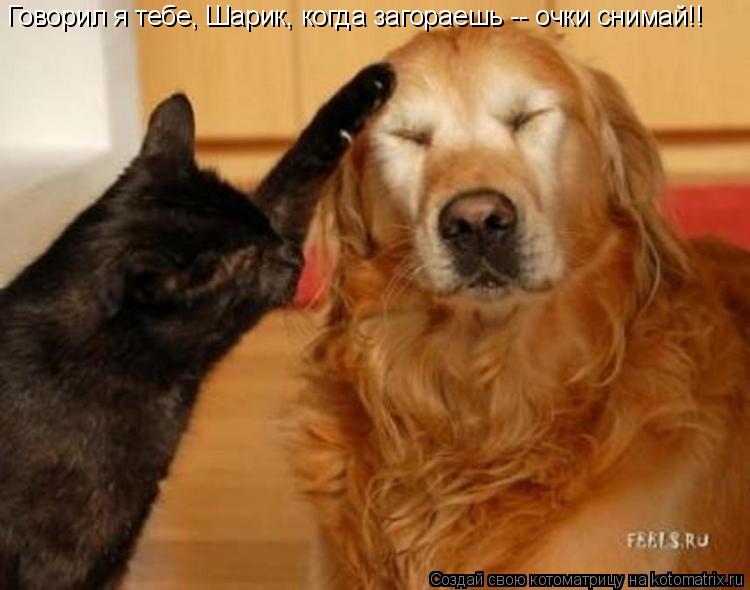 Говорил я тебе, Шарик, когда загораешь -- очки снимай!!... Котоматрица: Говорил я тебе, Шарик, когда загораешь -- очки снимай!!