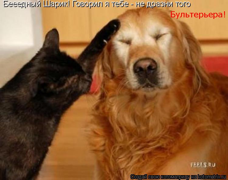 Бееедный Шарик! Говорил я тебе - не дразни того Бультерьера!... Котоматрица: Бееедный Шарик! Говорил я тебе - не дразни того Бультерьера!