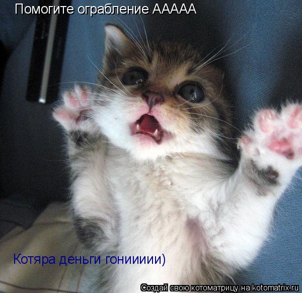 Помогите ограбление ААААА Котяра деньги гониииии)... Котоматрица: Помогите ограбление ААААА Котяра деньги гониииии)