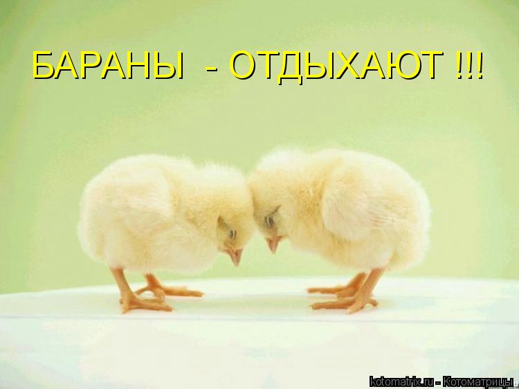 БАРАНЫ - ОТДЫХАЮТ !!!... Котоматрица: БАРАНЫ - ОТДЫХАЮТ !!!