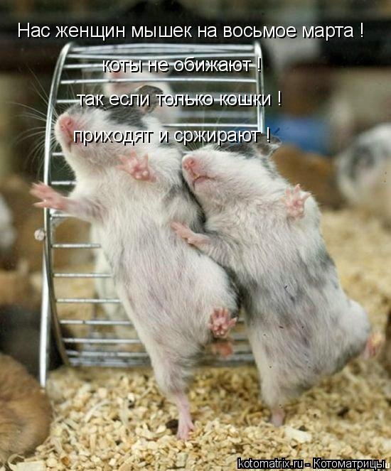 Котоматрица: Нас женщин мышек на восьмое марта !  коты не обижают !  так если только кошки ! приходят и сржирают !
