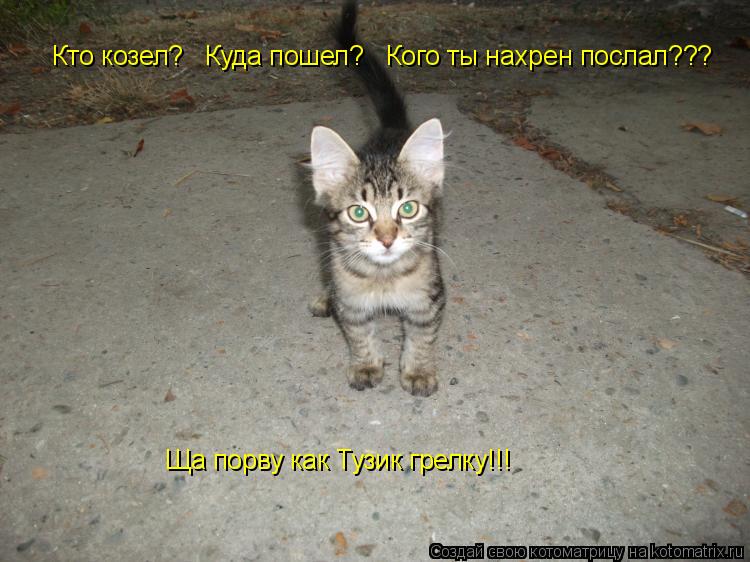 Кто козел? Куда пошел? Кого ты нахрен послал??? Ща порву как Тузик грелку!!!... Котоматрица: Кто козел? Куда пошел? Кого ты нахрен послал??? Ща порву как Тузик грелку!!!