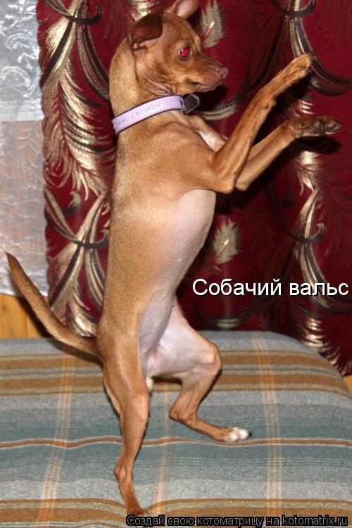 Собачий вальс... Котоматрица: Собачий вальс