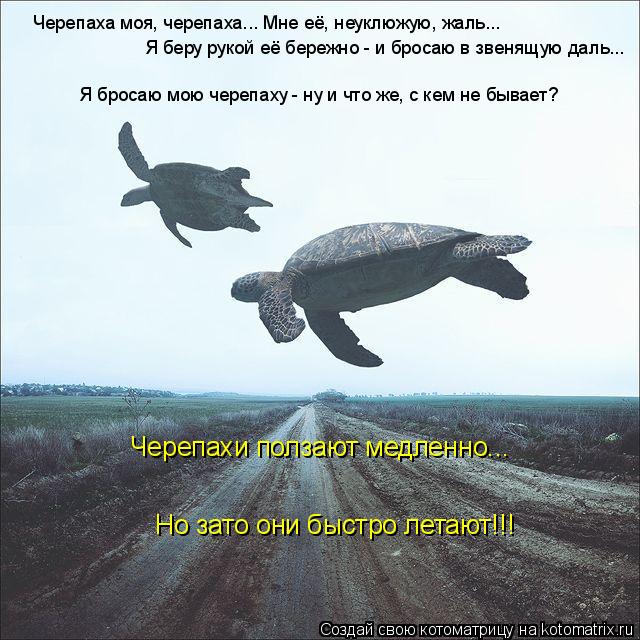 Котоматрица: Черепаха моя, черепаха... Мне её, неуклюжую, жаль... Я беру рукой её бережно - и бросаю в звенящую даль... Я бросаю мою черепаху - ну и что же, с кем