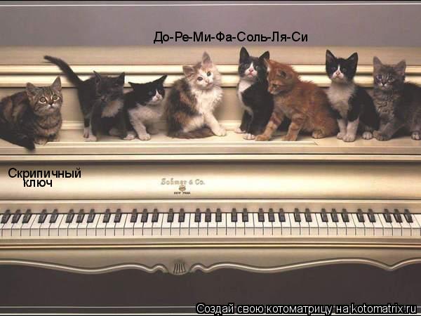 Котоматрица: Скрипичный ключ До-Ре-Ми-Фа-Соль-Ля-Си
