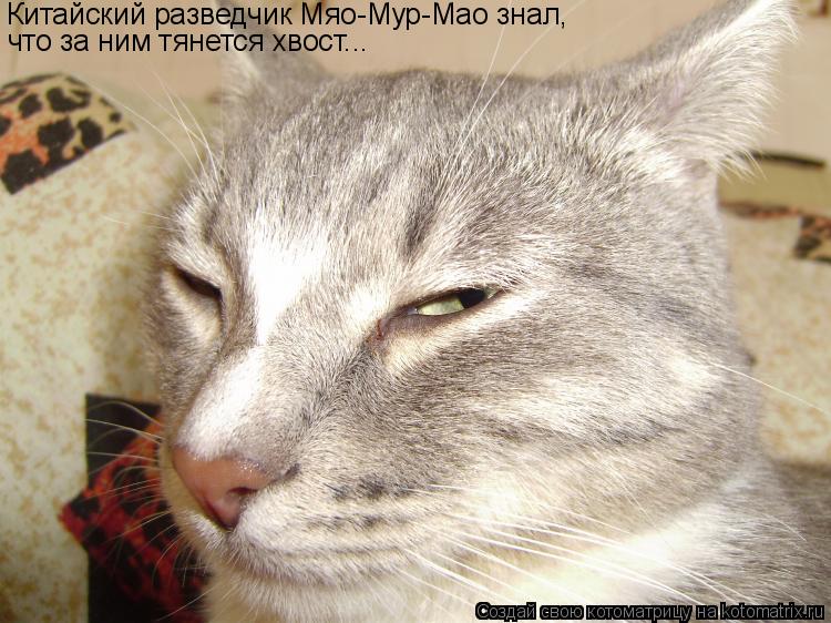 Котоматрица: Китайский разведчик Мяо-Мур-Мао знал, что за ним тянется хвост...