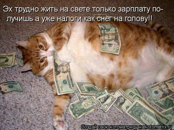 Эх трудно жить на свете только зарплату по- лучишь а уже налоги как снег на голову!!... Котоматрица: Эх трудно жить на свете только зарплату по- лучишь а уже налоги как снег на голову!!
