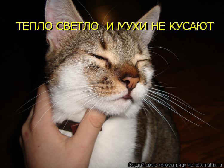 ТЕПЛО СВЕТЛО И МУХИ НЕ КУСАЮТ ТЕПЛО СВЕТЛО И МУХИ НЕ КУСАЮТ... Котоматрица: ТЕПЛО СВЕТЛО И МУХИ НЕ КУСАЮТ ТЕПЛО СВЕТЛО И МУХИ НЕ КУСАЮТ