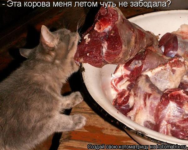Котоматрица: - Эта корова меня летом чуть не забодала?