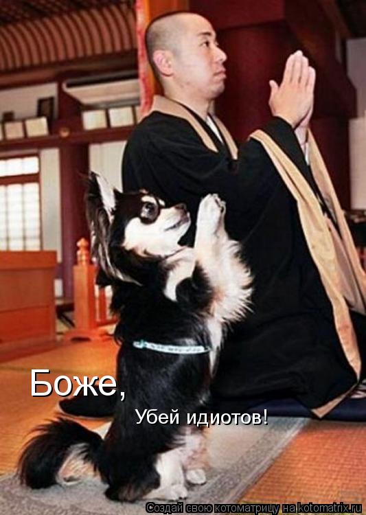 Котоматрица: Боже, Убей идиотов!