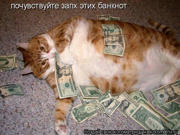 почувствуйте запх этих банкнот... Котоматрица: почувствуйте запх этих банкнот